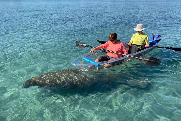 Mangrove Clear Kayak Tour